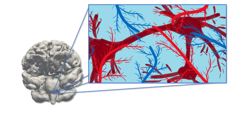 The brain encompasses multiple structures: neurons (brown), arterioles (red), venules (dark blue), interstitial cerebrospinal fluid (light blue)<br />
